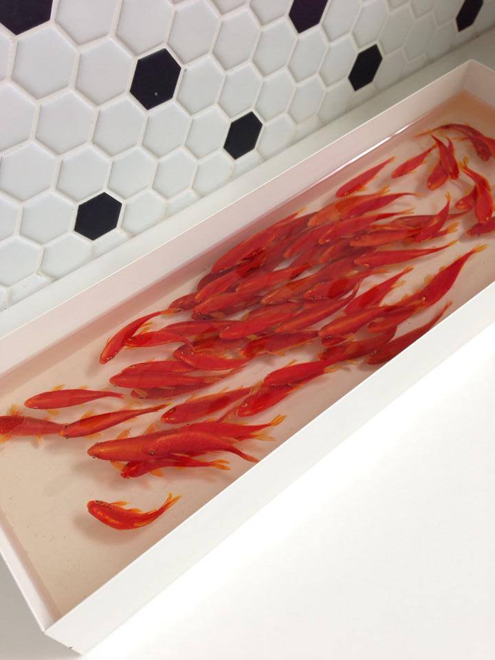 School oranje vissen in een wit bassin in hars en acryl van Keng Lye
